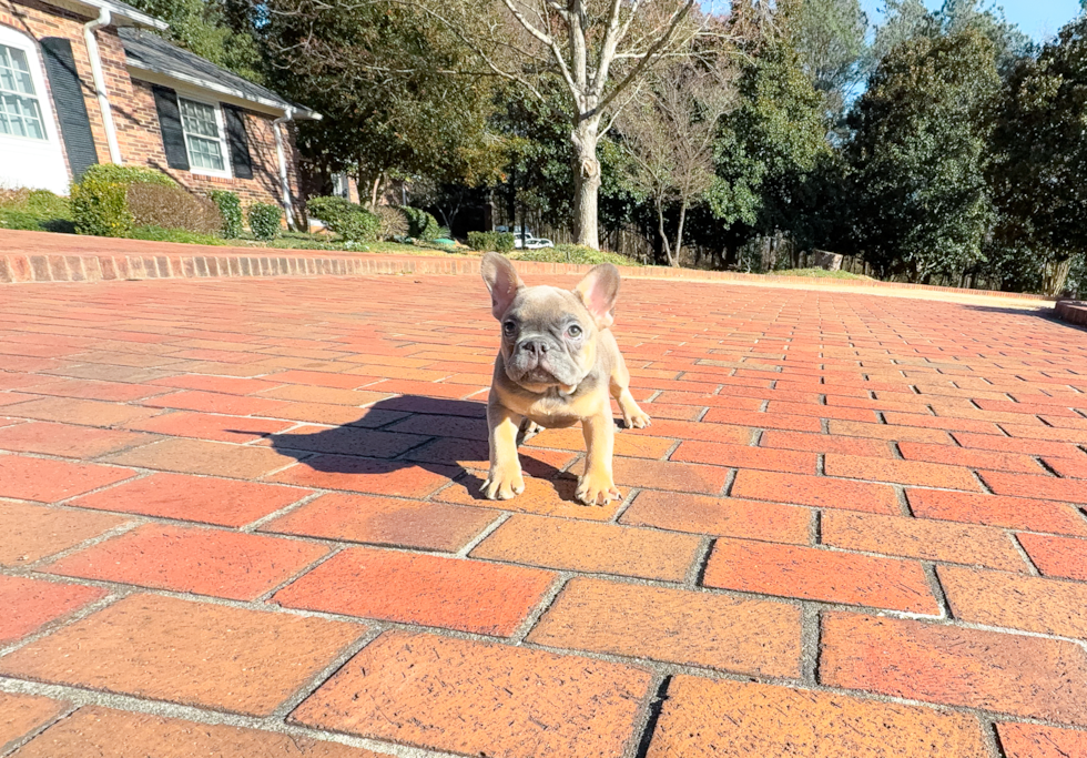 Cute Frenchie Purebred Puppy