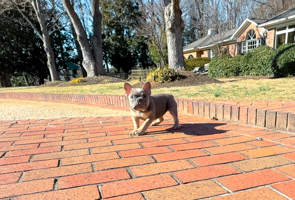 Cute French Bulldog Baby