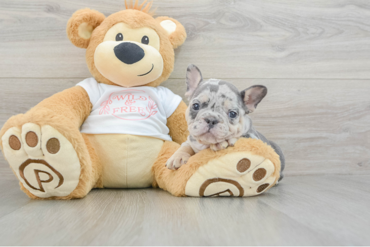 Cute Frenchie Purebred Puppy