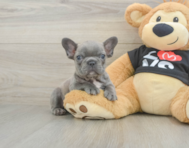 7 week old French Bulldog Puppy For Sale - Simply Southern Pups