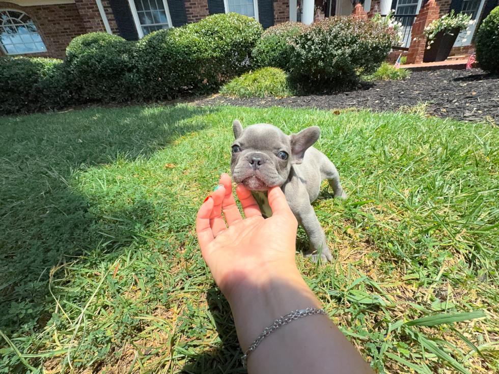 Cute French Bulldog Baby
