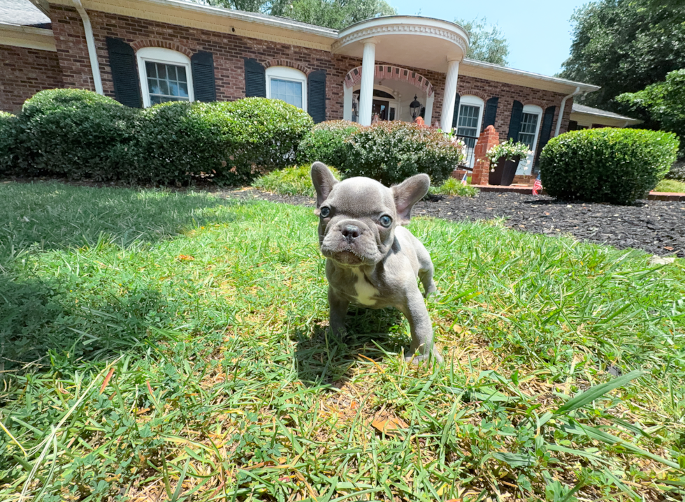 Cute French Bulldog Baby