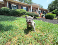 9 week old French Bulldog Puppy For Sale - Simply Southern Pups