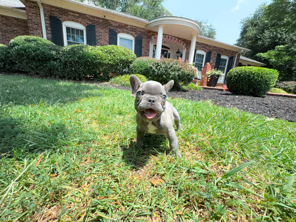 Best French Bulldog Baby