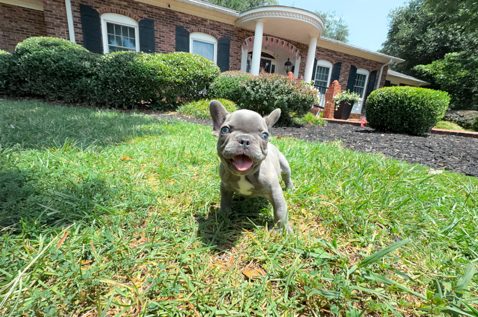 9 week old French Bulldog Puppy For Sale - Simply Southern Pups