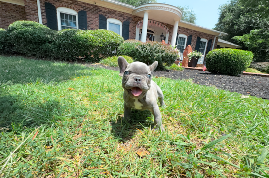 Best French Bulldog Baby