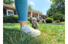 French Bulldog Puppy for Adoption