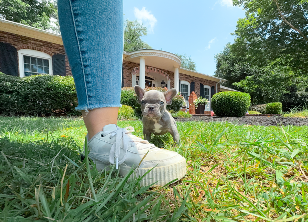 French Bulldog Puppy for Adoption