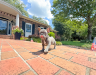 11 week old French Bulldog Puppy For Sale - Simply Southern Pups