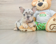 8 week old French Bulldog Puppy For Sale - Simply Southern Pups