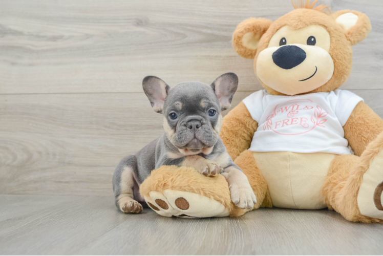 Petite Frenchie Purebred Puppy