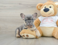 6 week old French Bulldog Puppy For Sale - Simply Southern Pups