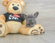 7 week old French Bulldog Puppy For Sale - Simply Southern Pups