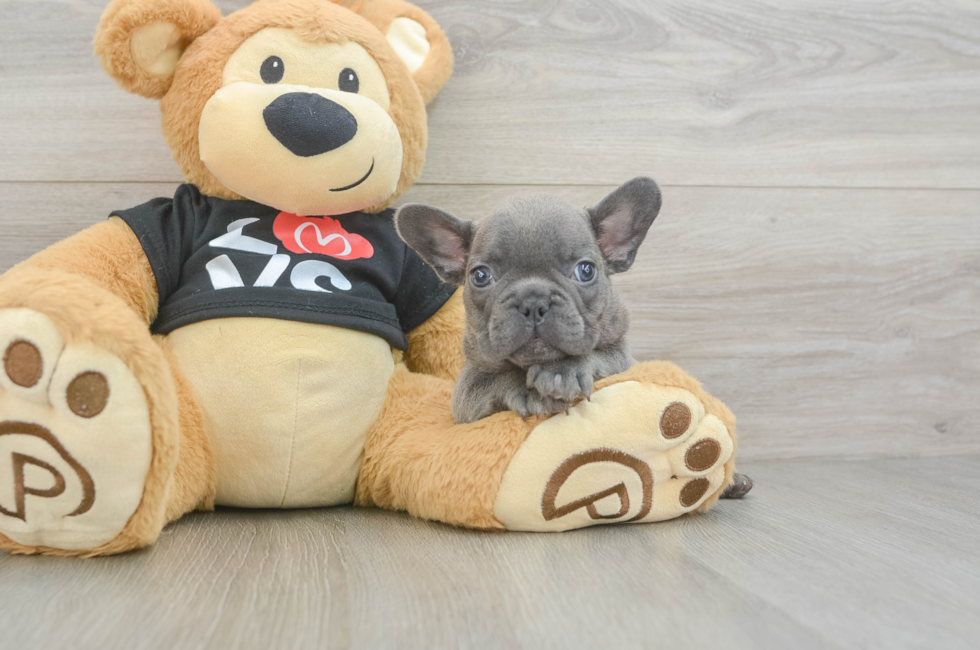 8 week old French Bulldog Puppy For Sale - Simply Southern Pups