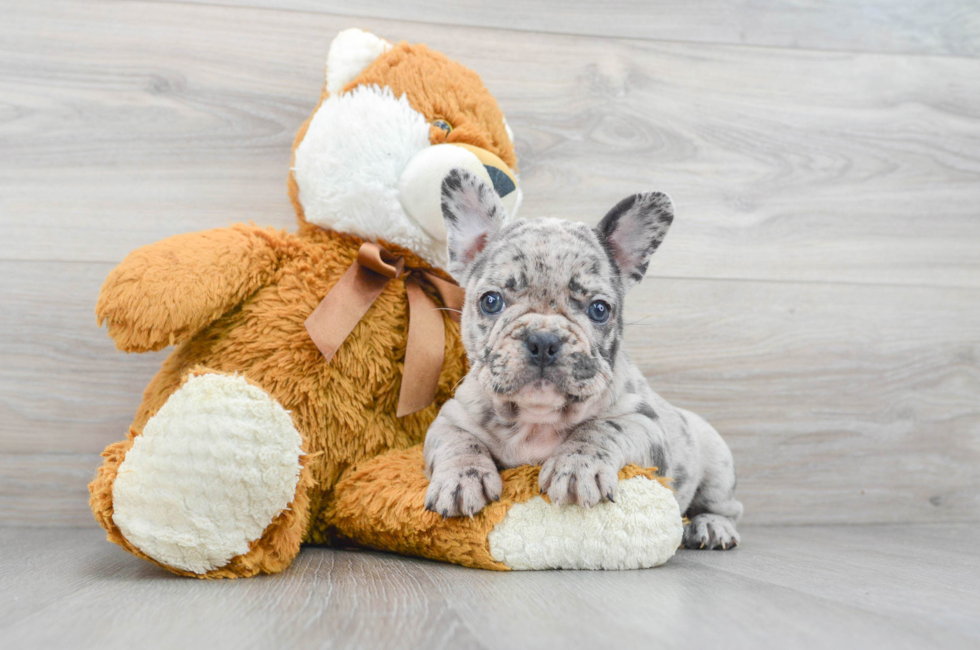 6 week old French Bulldog Puppy For Sale - Simply Southern Pups