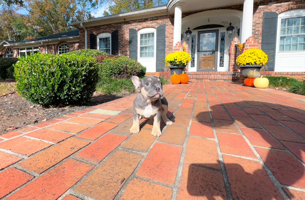 Cute French Bulldog Purebred Pup