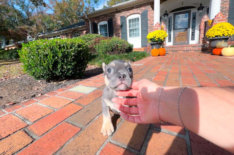 Cute French Bulldog Baby