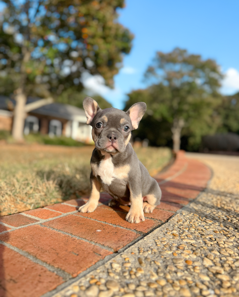 Best French Bulldog Baby