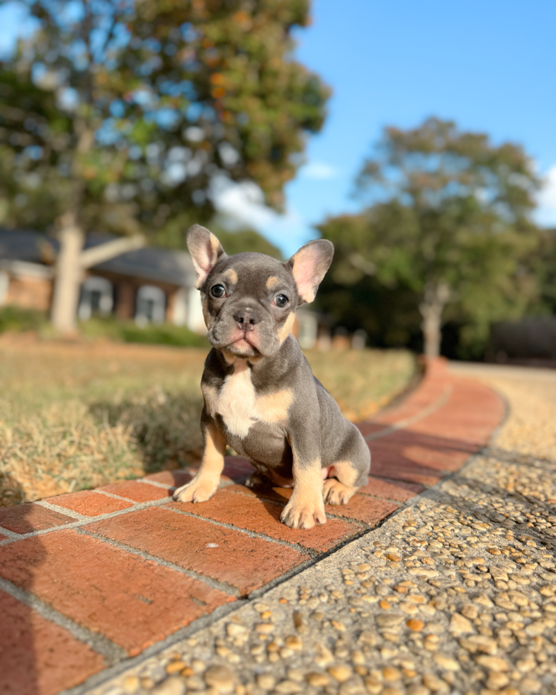 Cute Frenchie Purebred Puppy