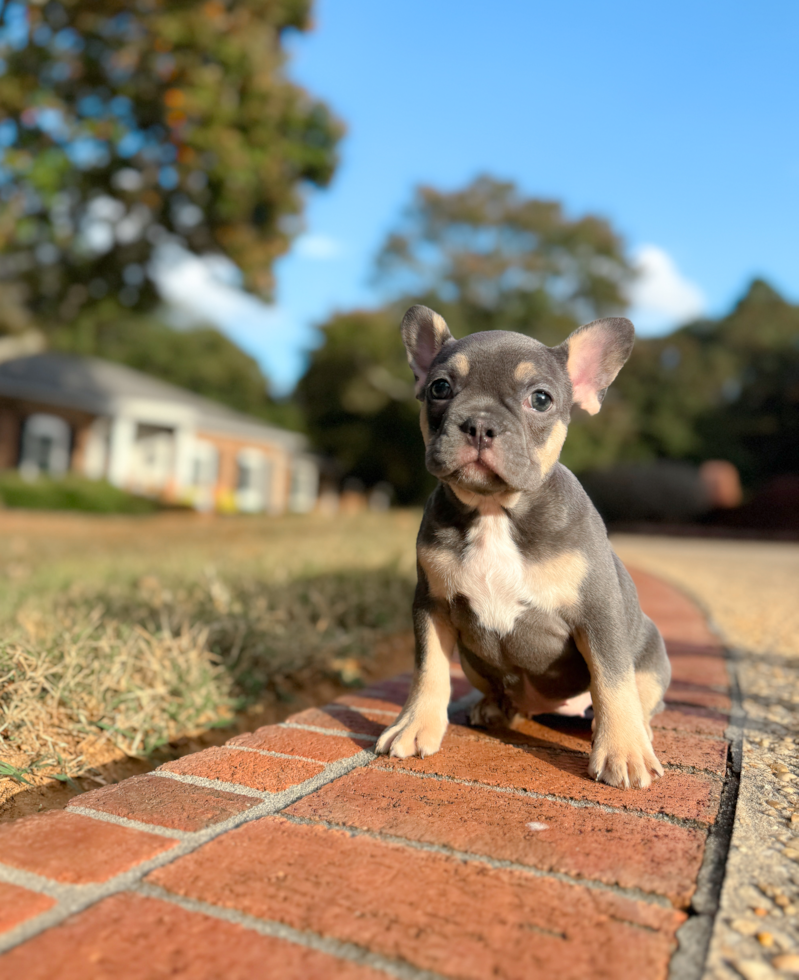 French Bulldog Pup Being Cute