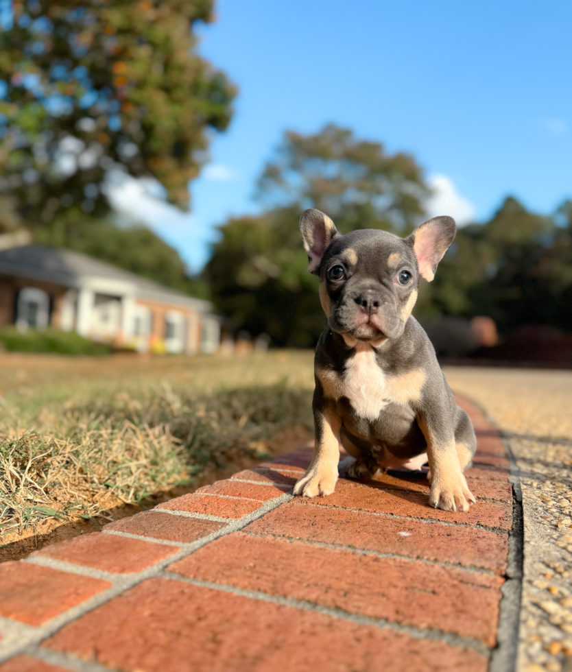 French Bulldog Puppy for Adoption