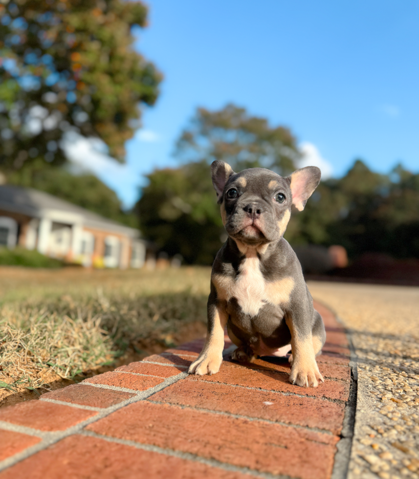 French Bulldog Pup Being Cute