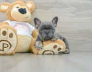 9 week old French Bulldog Puppy For Sale - Simply Southern Pups