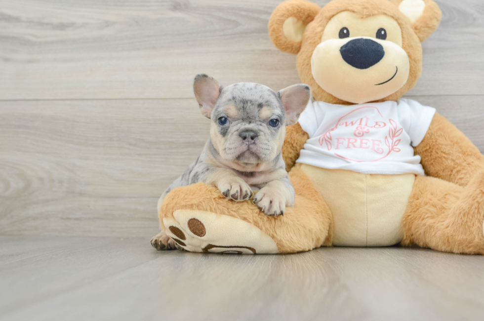 6 week old French Bulldog Puppy For Sale - Simply Southern Pups