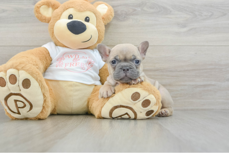 Happy Frenchie Purebred Puppy