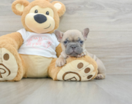 6 week old French Bulldog Puppy For Sale - Simply Southern Pups