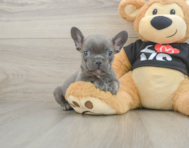 8 week old French Bulldog Puppy For Sale - Simply Southern Pups
