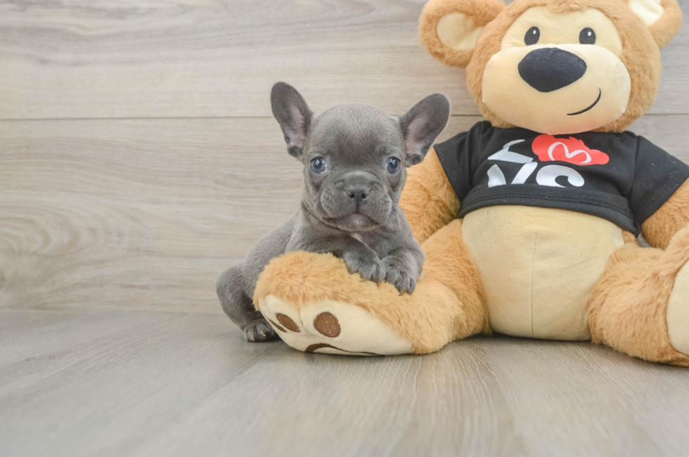 8 week old French Bulldog Puppy For Sale - Simply Southern Pups