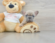 6 week old French Bulldog Puppy For Sale - Simply Southern Pups