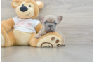 French Bulldog Pup Being Cute