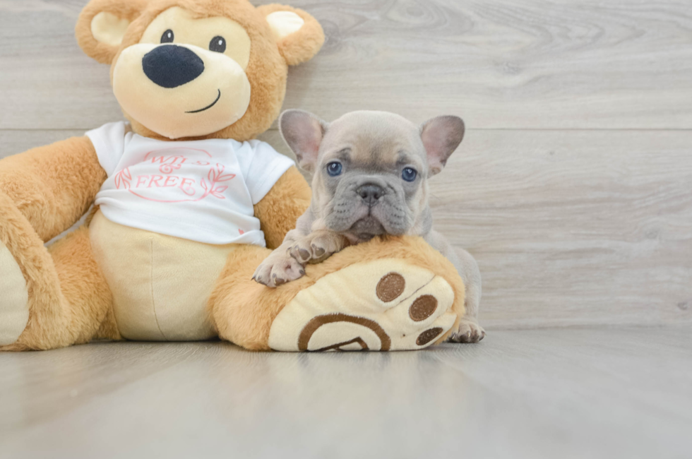 6 week old French Bulldog Puppy For Sale - Simply Southern Pups