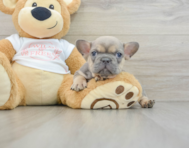 6 week old French Bulldog Puppy For Sale - Simply Southern Pups