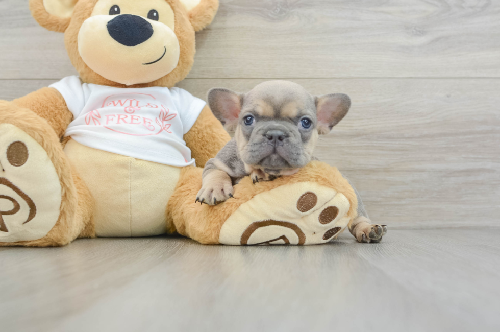 6 week old French Bulldog Puppy For Sale - Simply Southern Pups