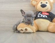 7 week old French Bulldog Puppy For Sale - Simply Southern Pups