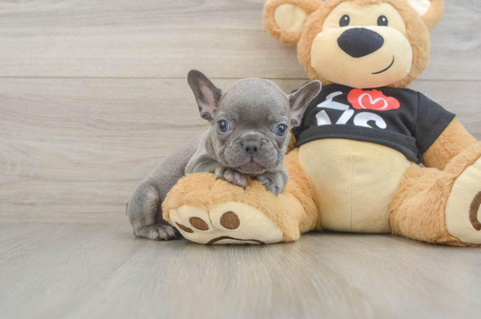 8 week old French Bulldog Puppy For Sale - Simply Southern Pups