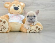 7 week old French Bulldog Puppy For Sale - Simply Southern Pups