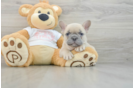 Best French Bulldog Baby