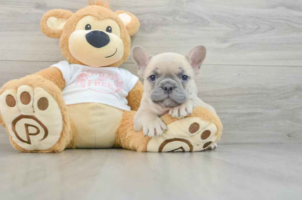 7 week old French Bulldog Puppy For Sale - Simply Southern Pups