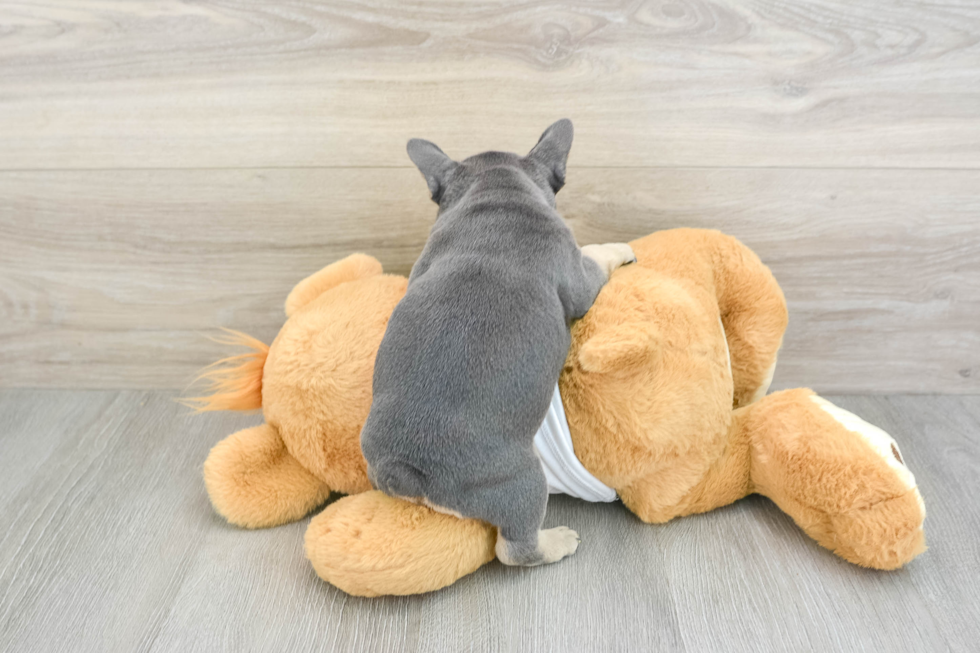 Adorable Frenchie Purebred Puppy