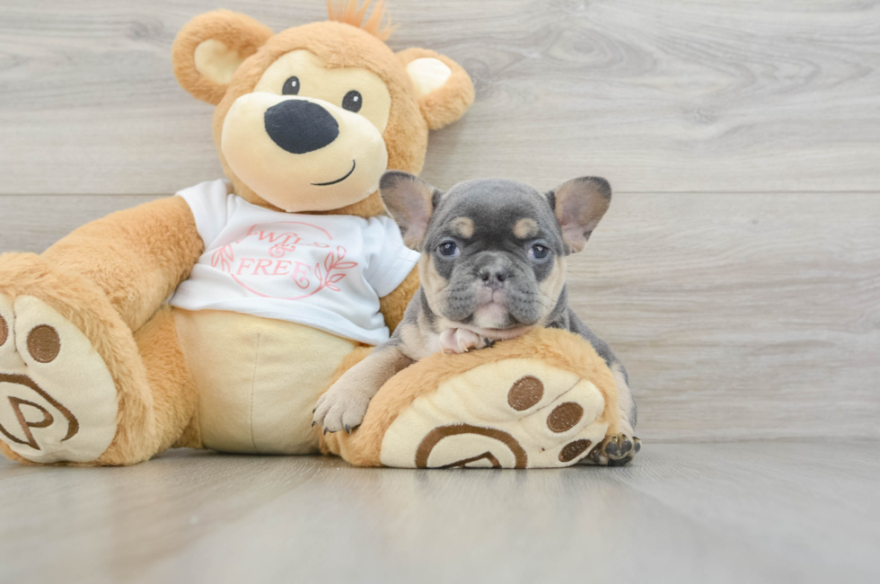 6 week old French Bulldog Puppy For Sale - Simply Southern Pups