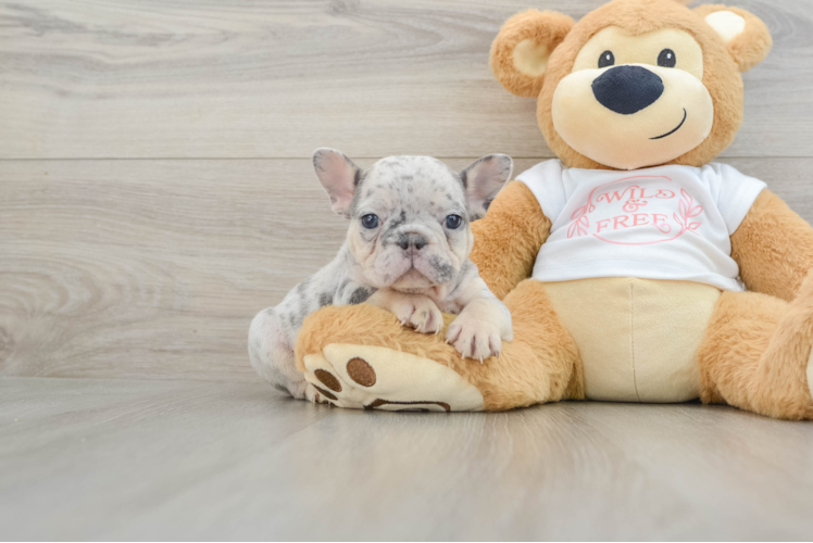 Friendly French Bulldog Purebred Pup