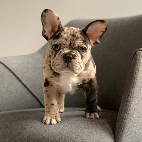 French Bulldog Puppy For Sale - Simply Southern Pups