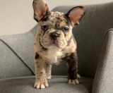 French Bulldog Puppies For Sale Simply Southern Pups