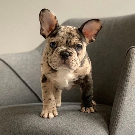 French Bulldog Puppies For Sale - Simply Southern Pups