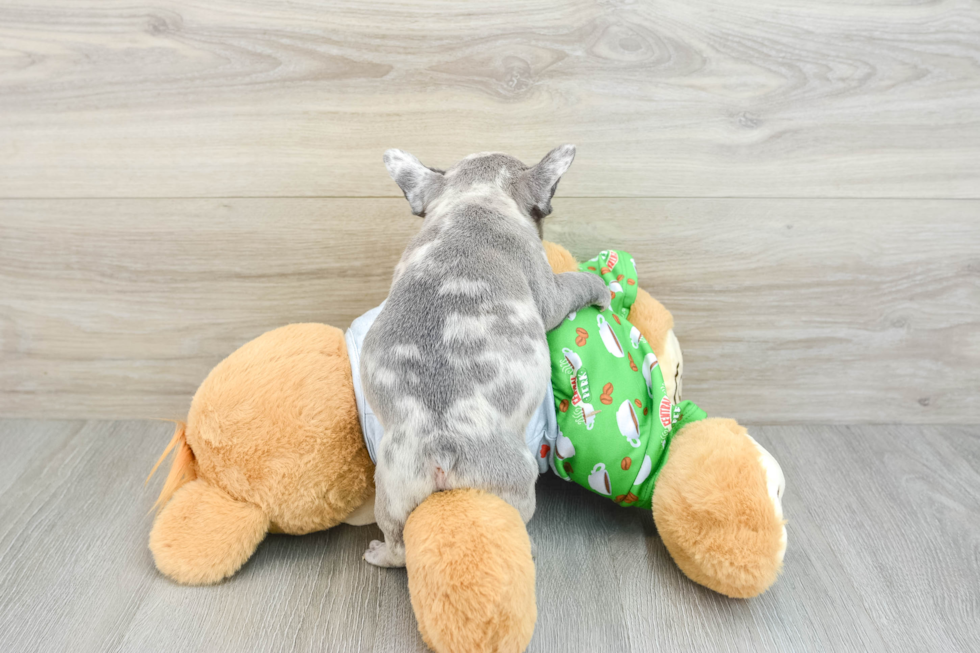 Hypoallergenic French Bulldog Baby