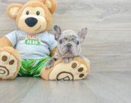 8 week old French Bulldog Puppy For Sale - Simply Southern Pups